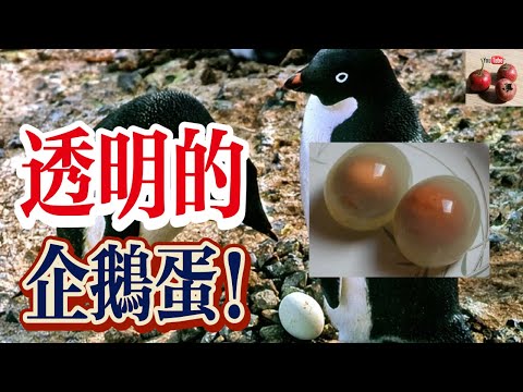 企鵝蛋的秘密！企鵝蛋好吃嗎？為什麼會是透明的？【有億思】