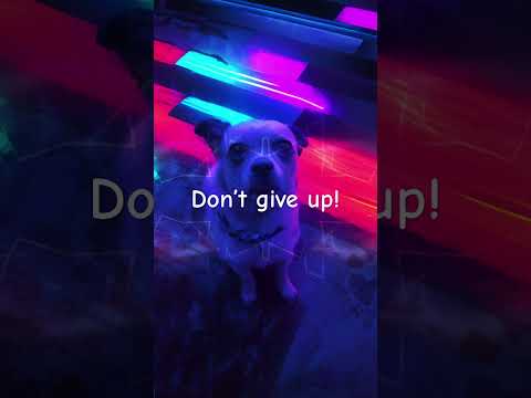 Motivation clip #podcast #dailyinspiration #pug #motivation #perseverance #dog