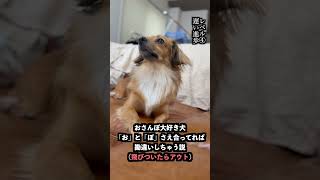 おさんぽが好きな犬なら「お」と「ぽ」さえ合ってれば勘違いしちゃう説 #shorts