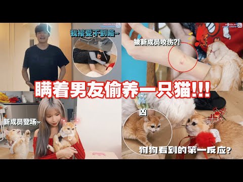 瞒着男友偷偷带猫回家…// 短脚猫咪超可爱！狗狗看见他的反应…?