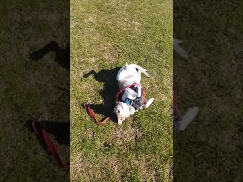 【SHORTS】フリスビー大好き・・・からの、もう疲れたー！When a frisbee dog gets tired....#shorts