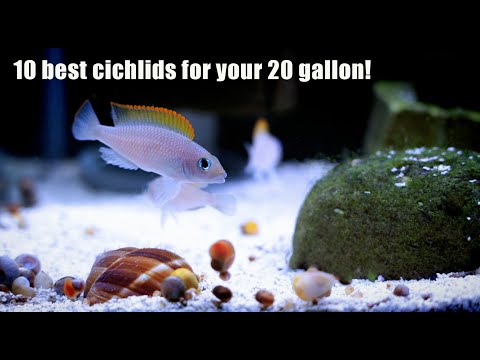 The BEST and Smallest Cichlids for Your 20 Gallon!