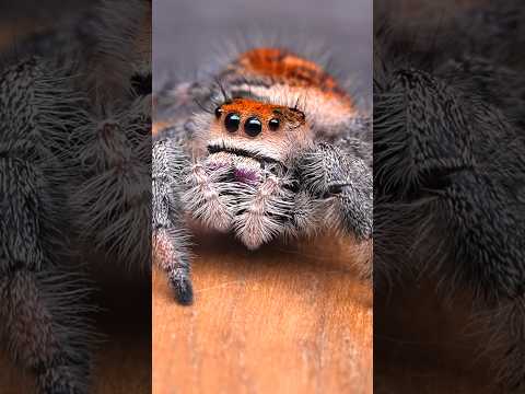 adorable jumping spider