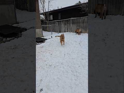 One happy doggy 🐶 Drax Boerboel greets Lulu Golden