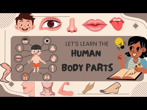 Learn Human Body Parts Names with Spelling & Pictures | Kids English Vocabulary | Kinder roots