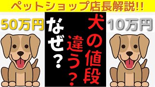 【衝撃】ペットショップで犬の値段が違う理由はこれだ！ペットショップ店長が徹底解説！