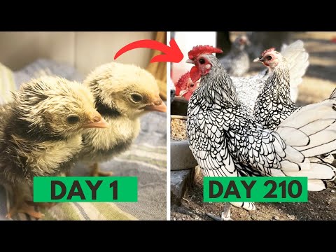 Day 1 to Day 210 From Silver Sebright Chicks to Adult Timelapse Chicken Transformation #stachli