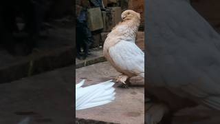 Oriental Male MASHALLAH 😍 Beautiful Pigeon 🕊 #kabutar #status #shorts