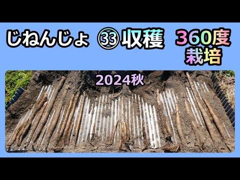 【楽々】自然薯ななめ栽培 ㉝360度栽培の収穫結果と課題 2024