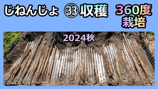 【楽々】自然薯ななめ栽培 ㉝360度栽培の収穫結果と課題 2024