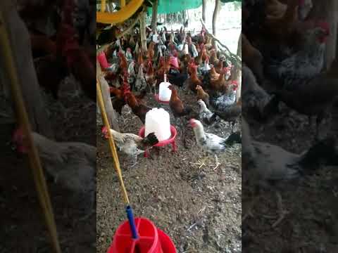 Sonali Chicken Murga Murgi #desipoultryfarming #poultryfarming #shorts