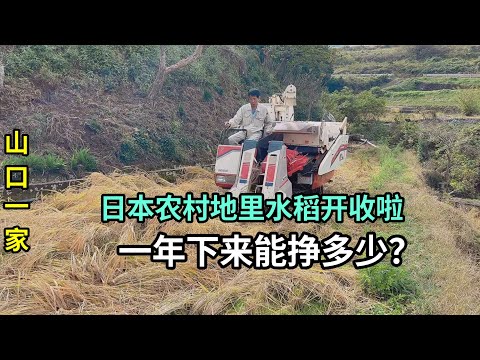 實拍日本農村收水稻，看看農民辛苦一年能掙多少錢？