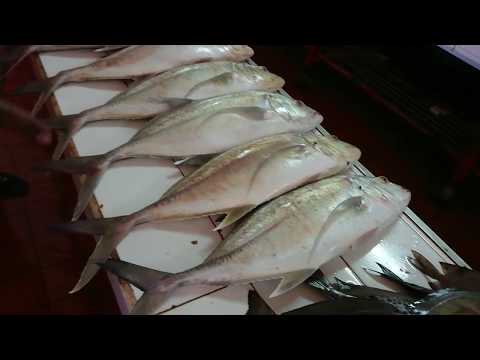 C62【1フィジー進出調査記録2018】 TSUKIJI FISH MARKET Inc  by 市場系youtuber疋田拓也Takuya Hikita～Suva Fiji～