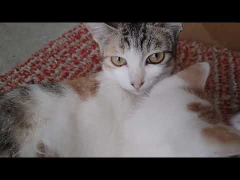 AMAZING CATS| BABY CATS|BANGALORE