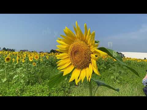 Hidden Japan  65    国道沿いのひまわり畑　 Sunflower