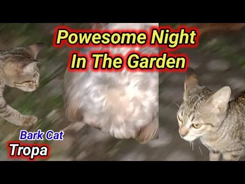 "A Nighttime Garden Escape with My Furry Companions"