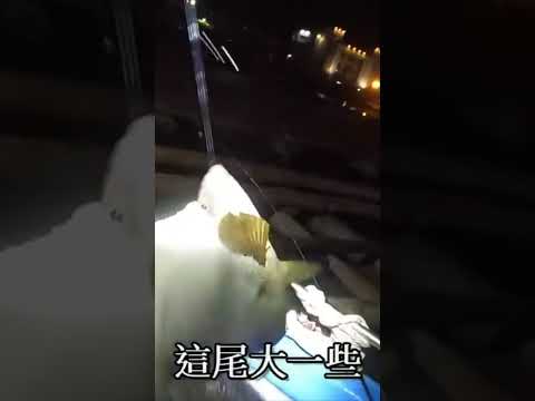 白天太熱夜晚涼爽釣石斑