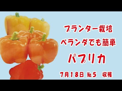 パプリカ【カーマインサマー】【ハニーベル】【マーマレード】No.5収穫/ベランダでも簡単 #家庭菜園　 2024年7月18日　#オゼジュン劇場