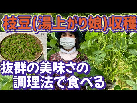 【大人気！ビールのおつまみ枝豆】自分で栽培して収穫して美味しく調理して食べる