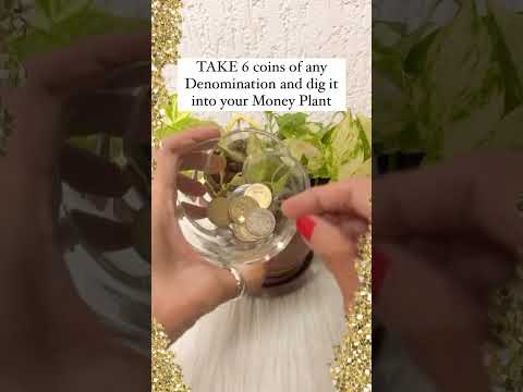 🌟✨MAKE YOUR MONEY PLANT A MONEY MAGNET ✨🌟#moneymiracle #moneymagnet