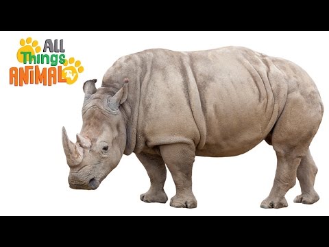 * RHINOCEROS * | Animals For Kids | All Things Animal TV