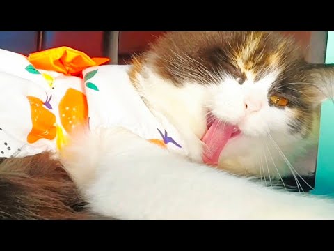 Cute Cat Moments That Will MELT Your Heart!