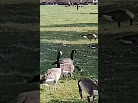 Uropean beech tree #tree#goose#birds#wind