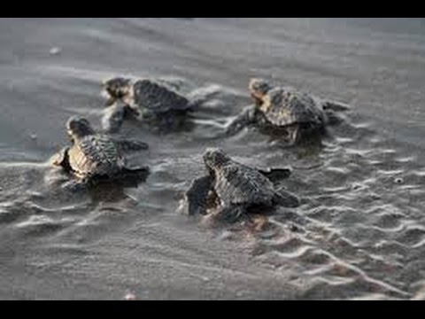 Sea Turtles Documentary HD - Documentary Turtles and Tortoises Animal