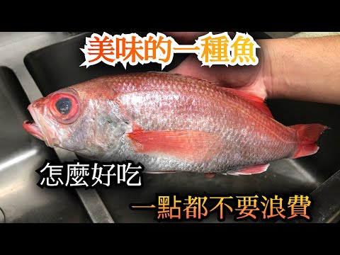 【味道一定會信賴】一定認識過的美味的魚 紅喉魚 介紹在壽司店做法跟通常不使用的部位利用做的我的員工餐