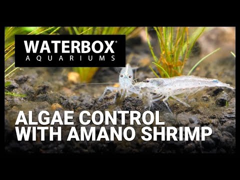 Kill Algae with Amano Shrimp in Your Aquarium!