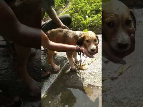 छोटा कुत्ता का स्नान | Dog Bath 🛁| #trending #dogbath #viralvideo #youtubeshorts #dog #shorts