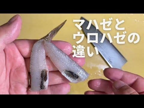 マハゼとウロハゼを天ぷらにして食べ比べてみた