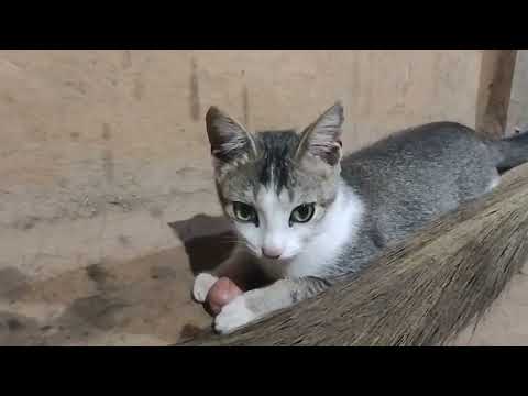 Spud-tacular Fun: Cat Playing with a Potato