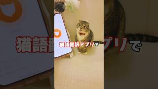 大嫌いなお風呂でりっちゃんの気落ちを翻訳したらまさかの🤣 #猫