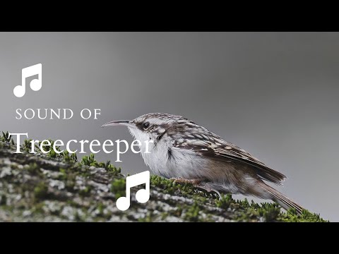 👉 S12 Eurasian Treecreeper ( Certhia familiaris ) | Cojoaică