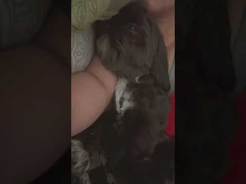 Sleeping shih tzu#cutedogs