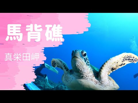 「沖繩潛水」真榮田岬海域《馬背礁》FUN DIVE休閒潛水