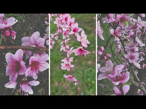 Peach blossoms, spring has arrived