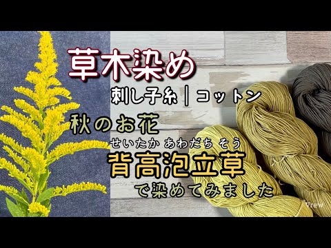 71.【草木染め】秋のお花　背高泡立草で染めてみました│刺し子糸│コットン│台所染色│字幕あり