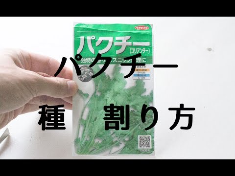 パクチーの種を割る方法　簡単に割るコツ