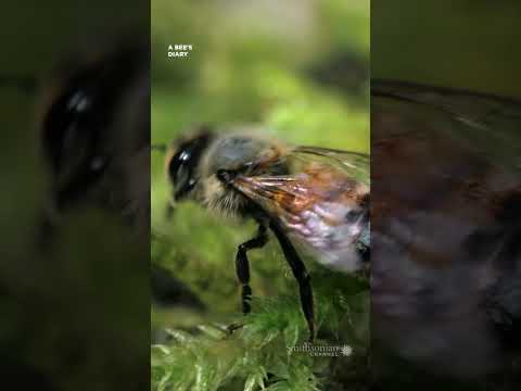 How bees air condition their hives 🐝 Smithsonian Channel