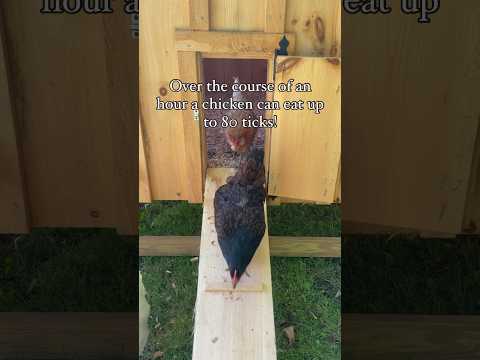 Chickens eat ticks! #homestead #homesteader #chickens #chickencoop