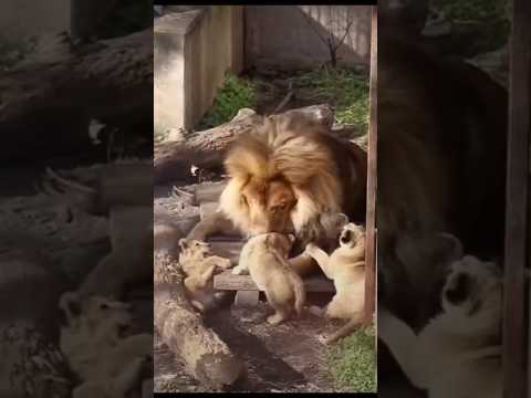 Father lion playing with his cubs 🐈🐈😍 #shorts