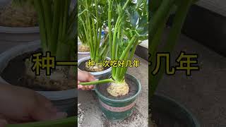 Turn a Single Celery Root Into Years of Harvest #farmerslife #garden #gardenin #satisfying