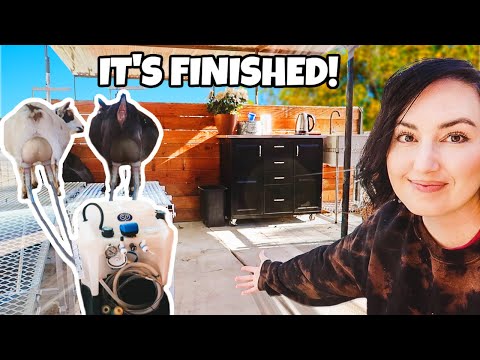 We built a ✨FANCY✨ goat milking parlor!