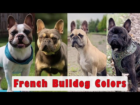 11 Most Popular Types Of French Bulldogs and Their Pattern