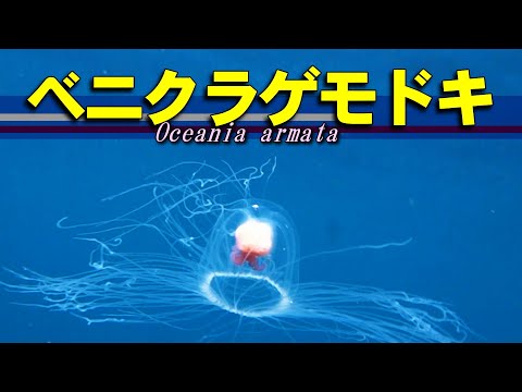 Mechanism of immortality / Oceania armata