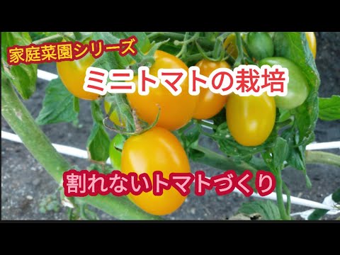 【ミニトマトの栽培】雨が降っても割れないトマトづくり【家庭菜園シリーズ】