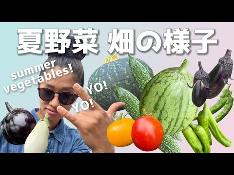 【６月下旬家庭菜園】畑の様子【農家の家庭菜園】【トマト】【きゅうり】【なす】【スイカ】などなど