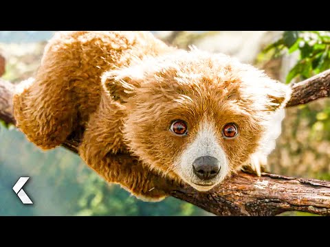 PADDINGTON IN PERU All Clips & Trailer (2025) Paddington 3